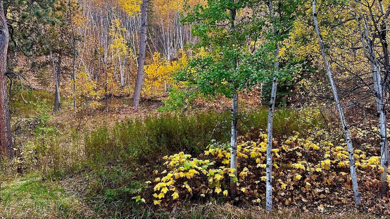 Photo of Outdoor in Deadwood