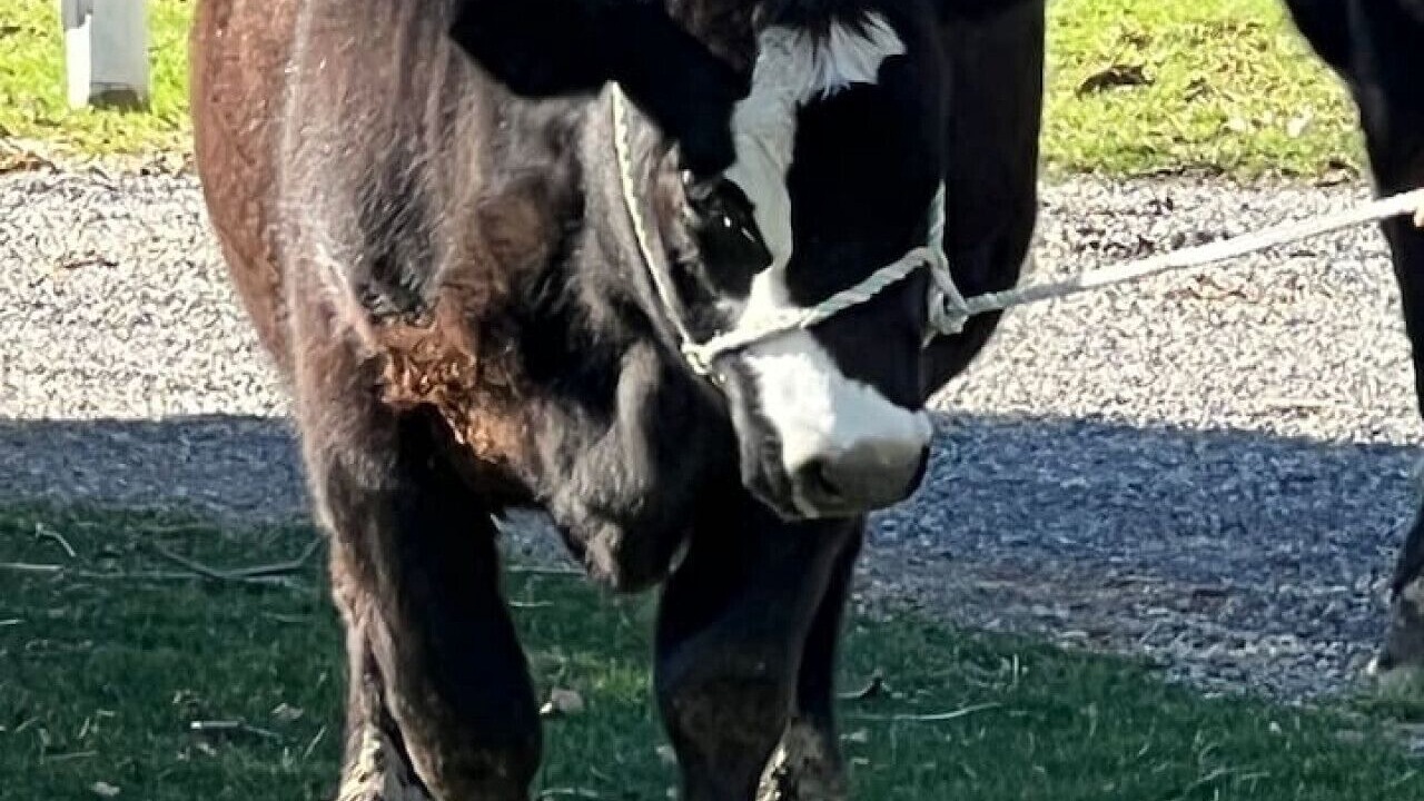 Photo of Others in Somerdale