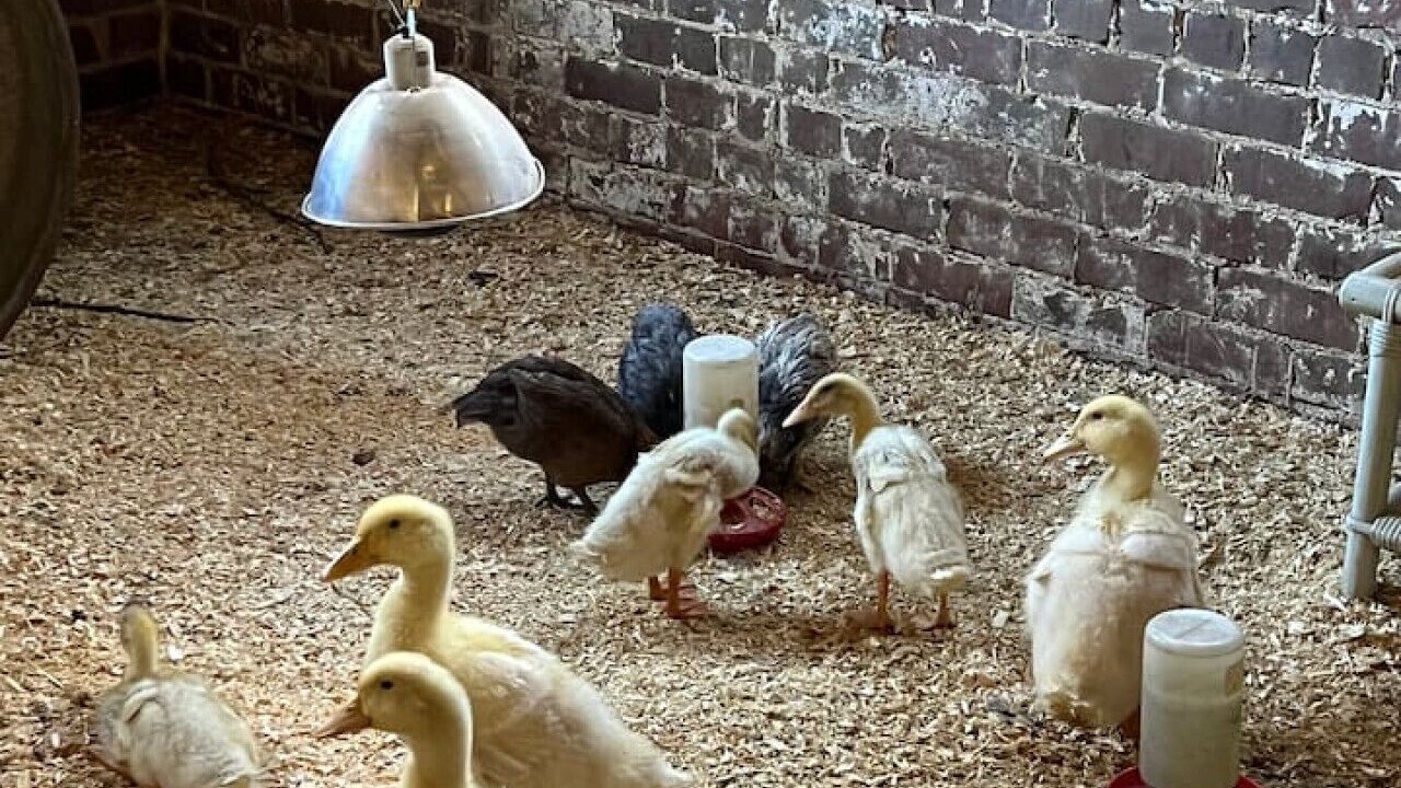 Photo of Others in Somerdale