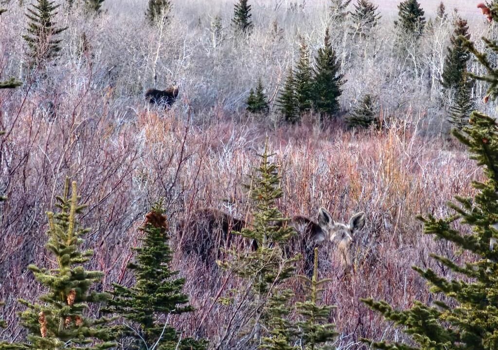 Photo of Outdoor in East Glacier Park