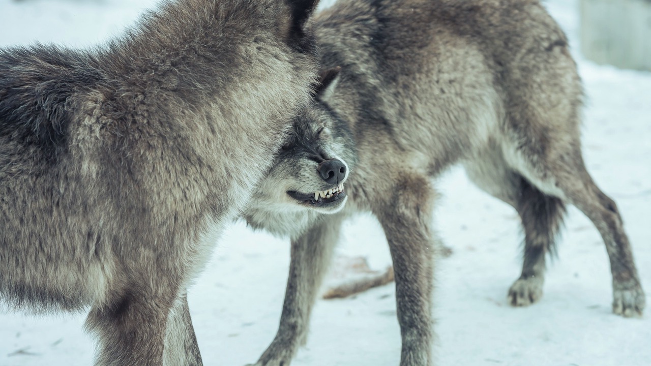 Photo of Others in West Yellowstone
