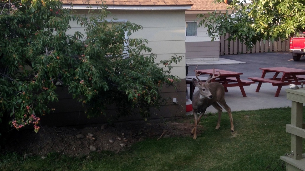 Photo of Outdoor in Cody