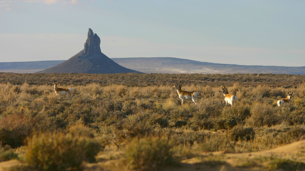 Photo of Others in Rock Springs
