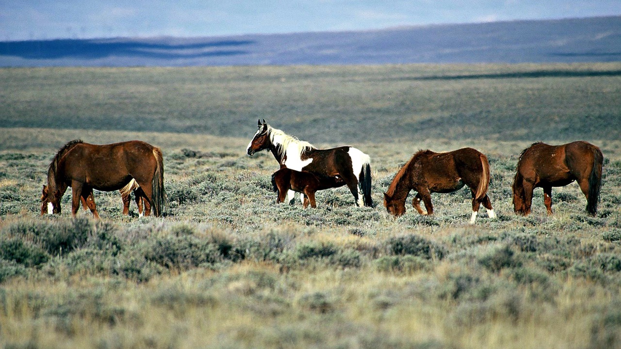 Photo of Others in Rock Springs