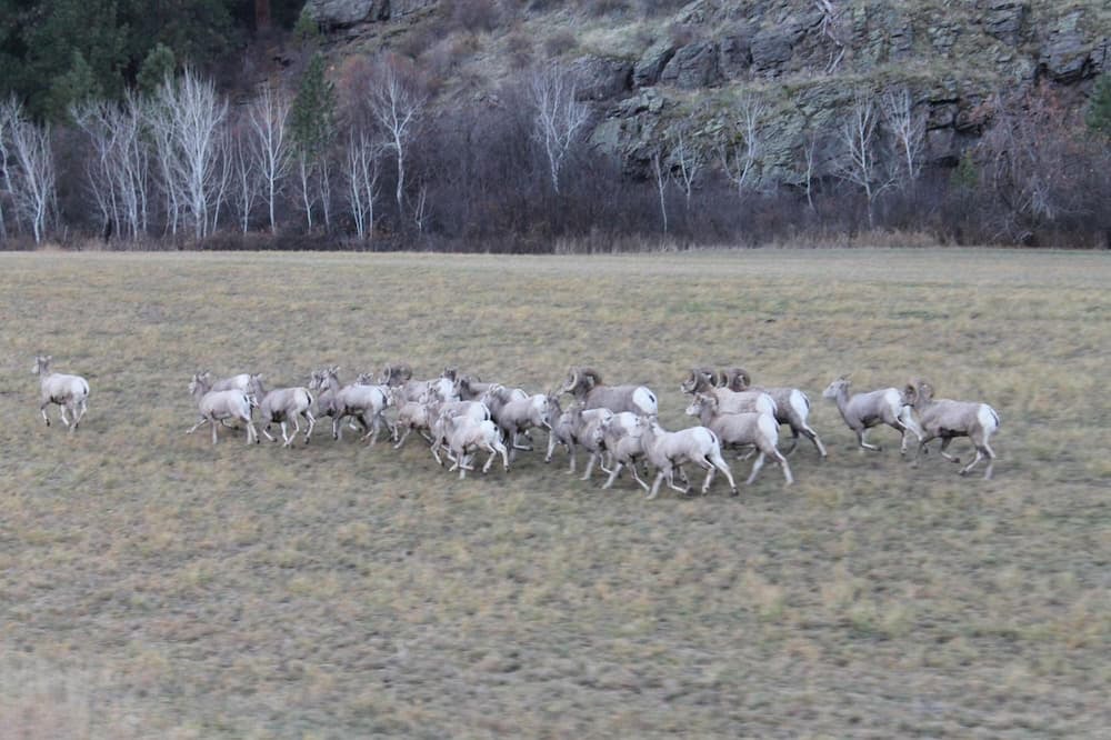 Photo of Outdoor in Thompson Falls