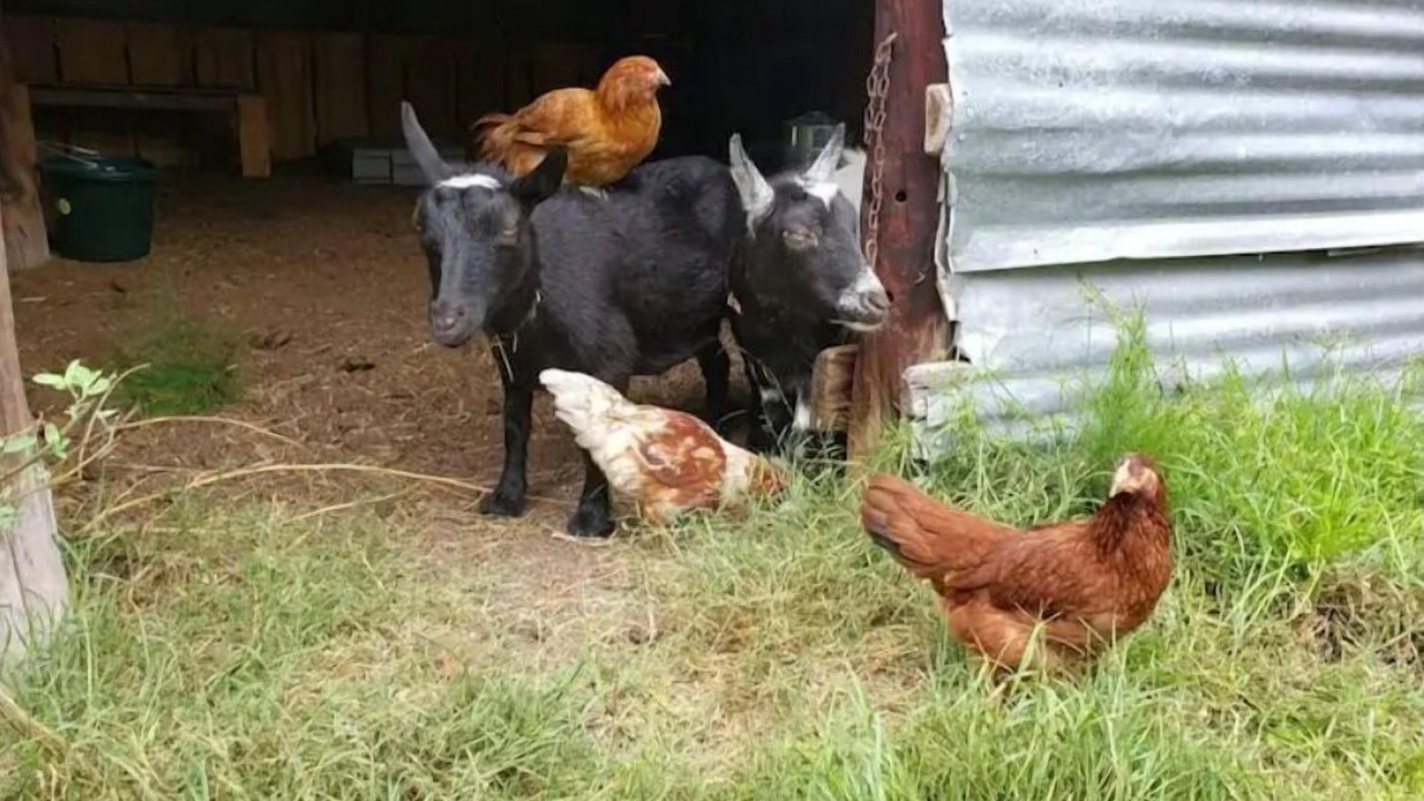 Photo of Others in Cameron