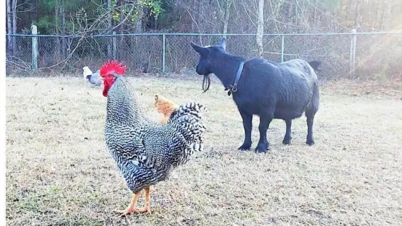 Photo of Others in Cameron