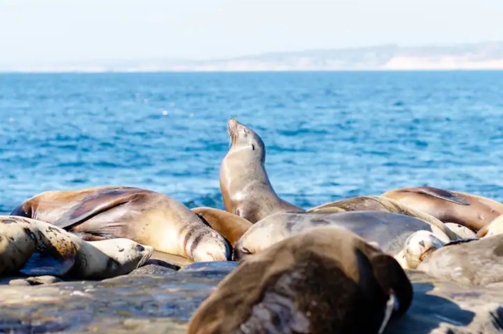 Photo of Others in Point Loma Heights