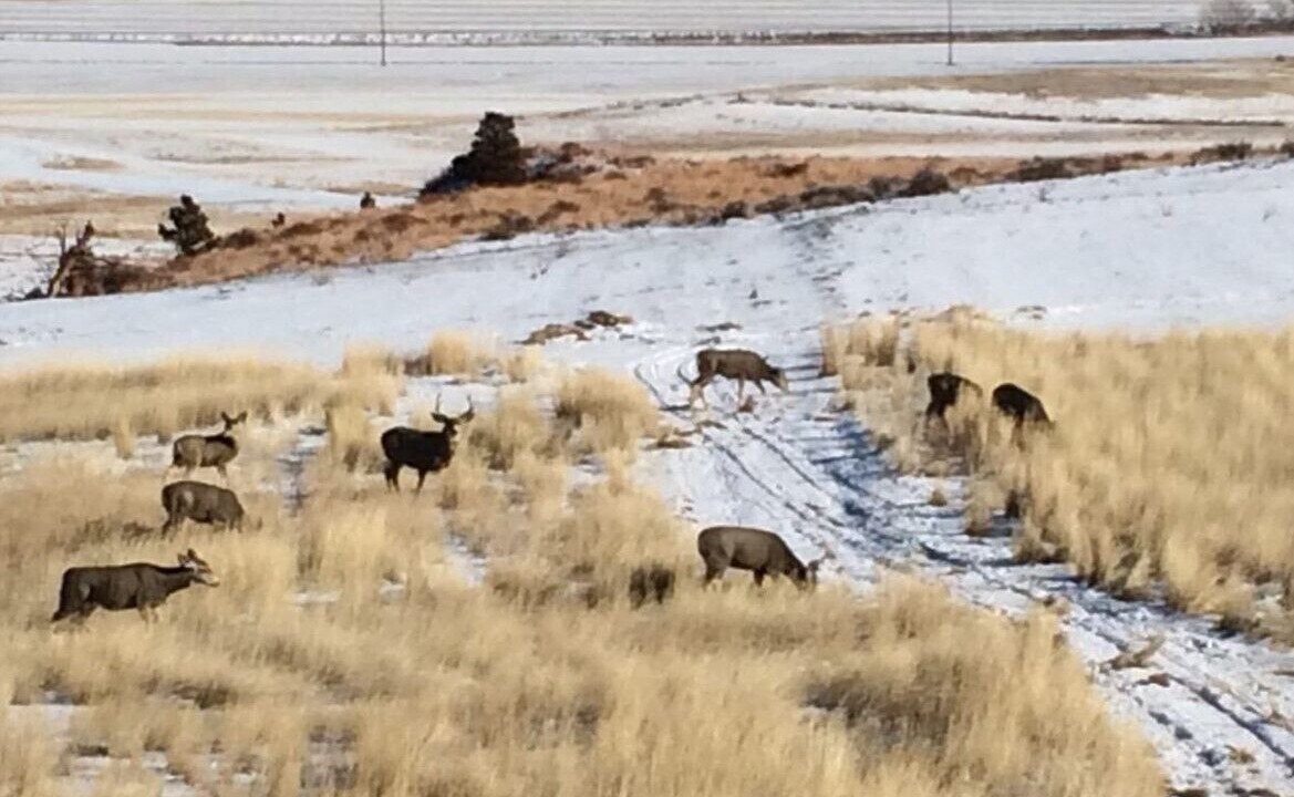 Photo of Others in Yellowstone County