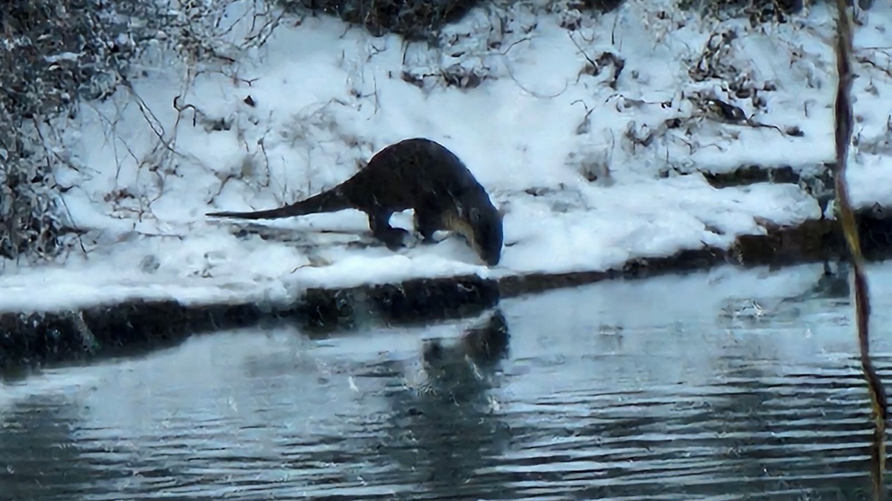 Photo of Others in West Siloam Springs