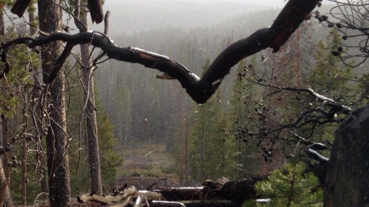 Photo of Others in Laramie