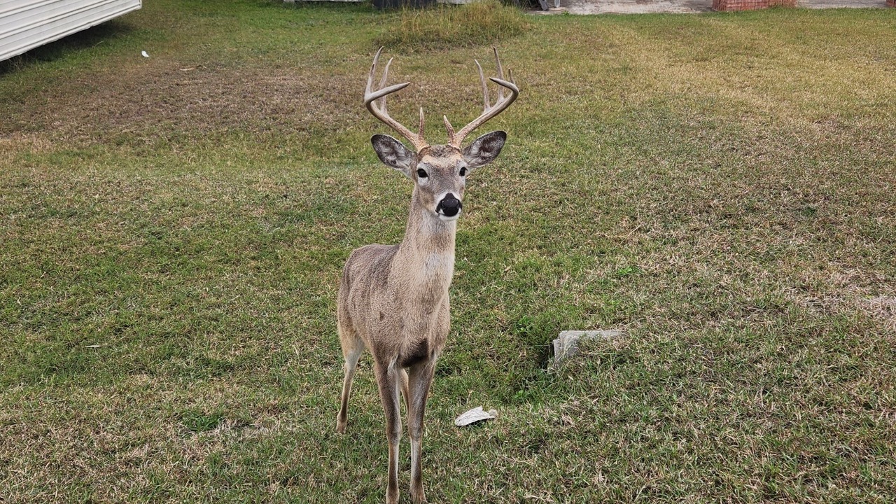Photo of Others in Port Mansfield