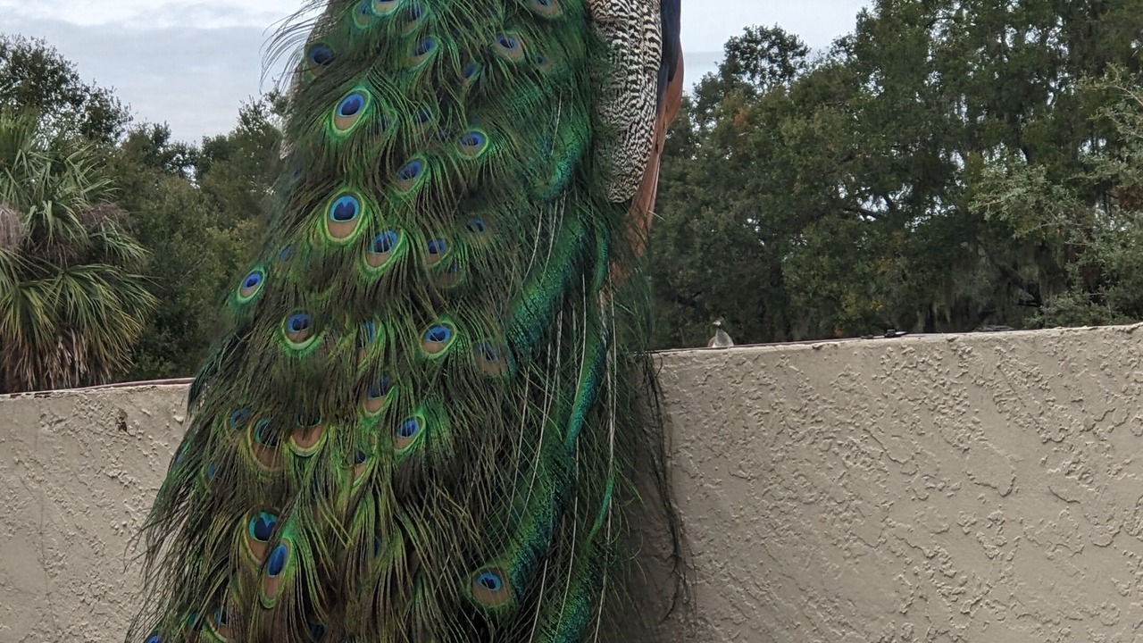Photo of Outdoor in Mount Dora