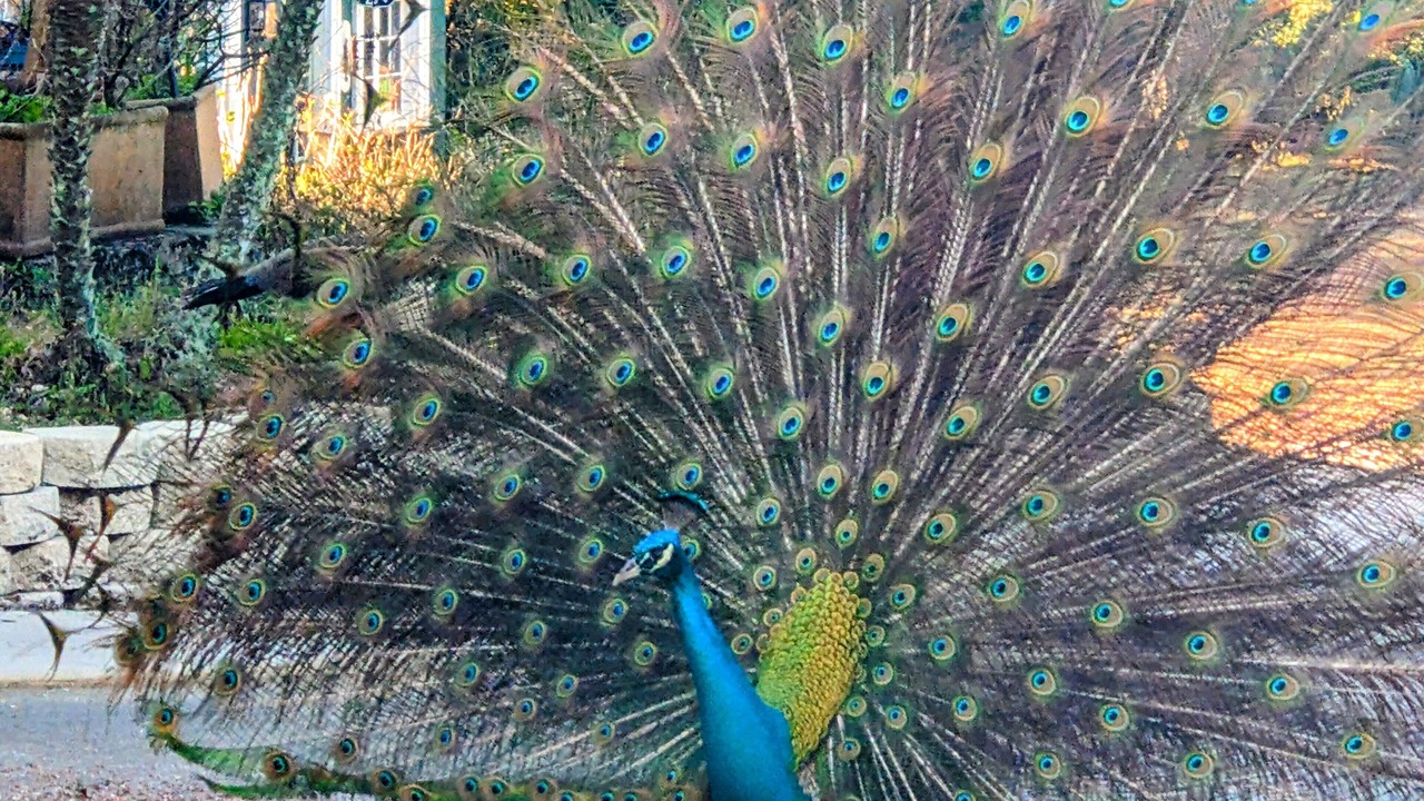 Photo of Others in Mount Dora