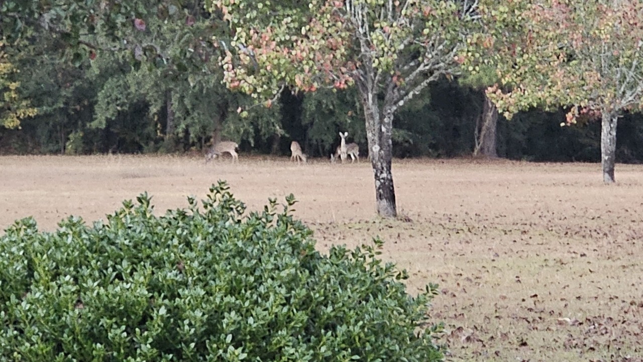 Photo of Others in Orangeburg County