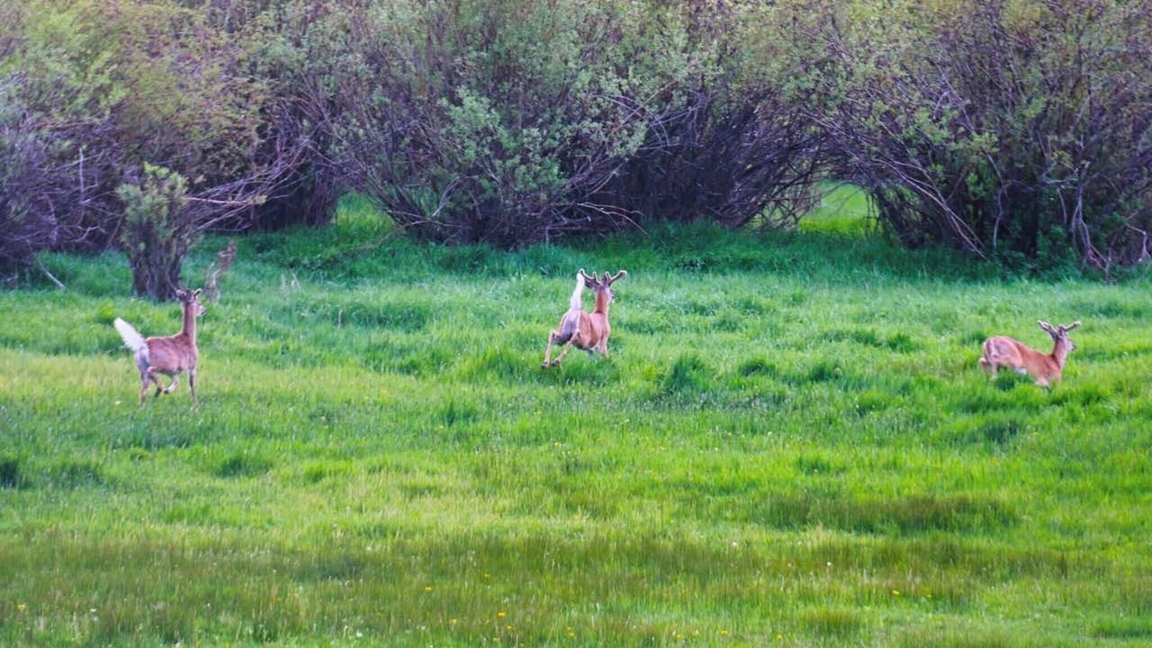 Photo of Others in Drummond