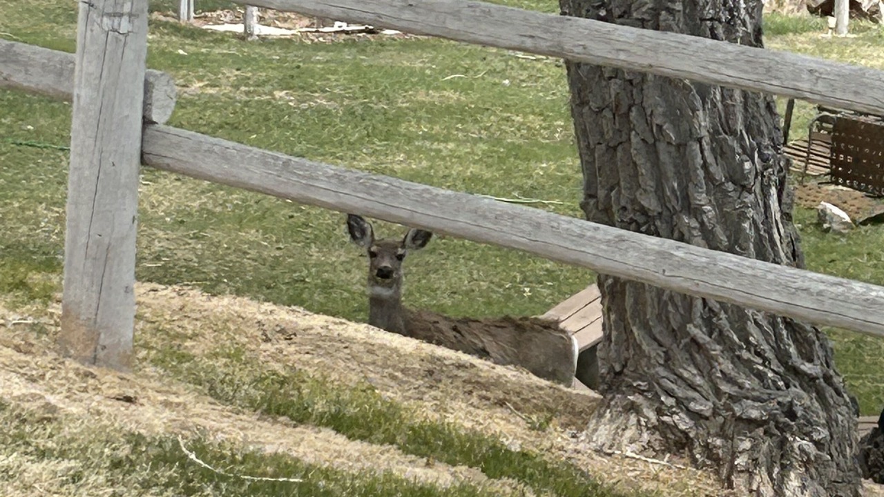 Photo of Outdoor in Dubois