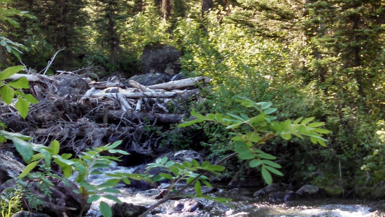 Photo of Outdoor in Condon