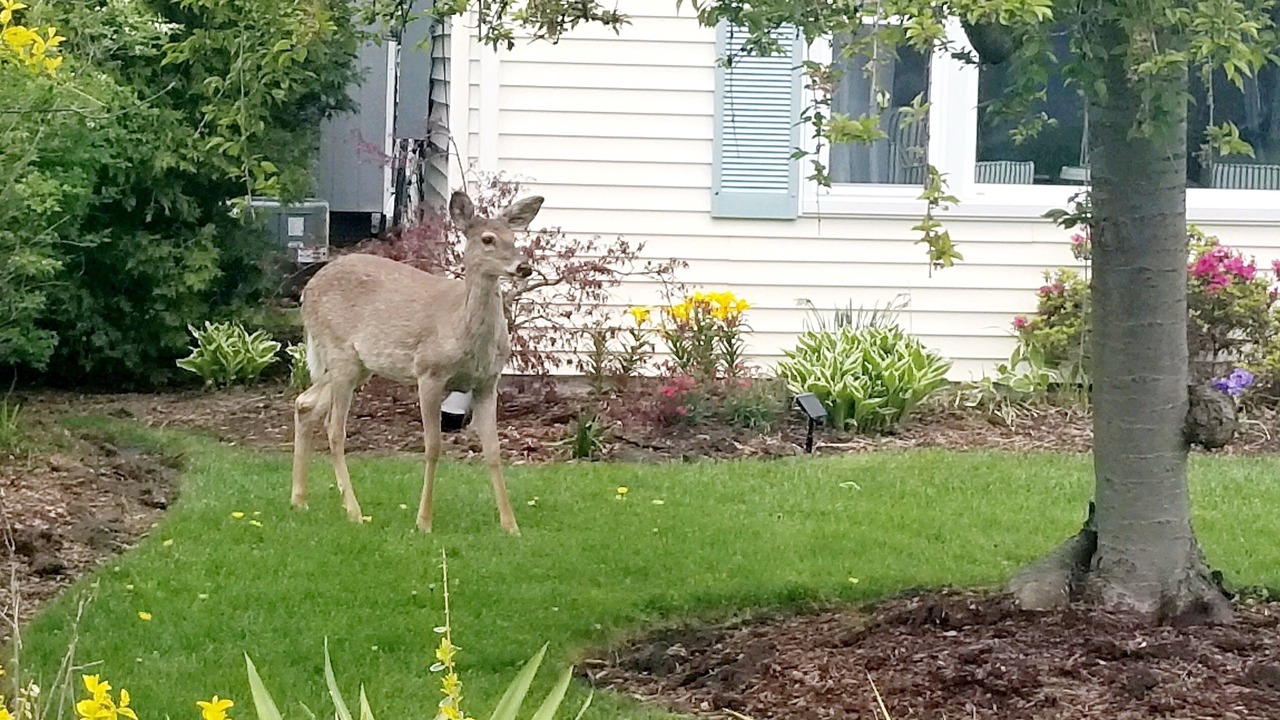 Photo of Outdoor in Mentor-on-the-Lake