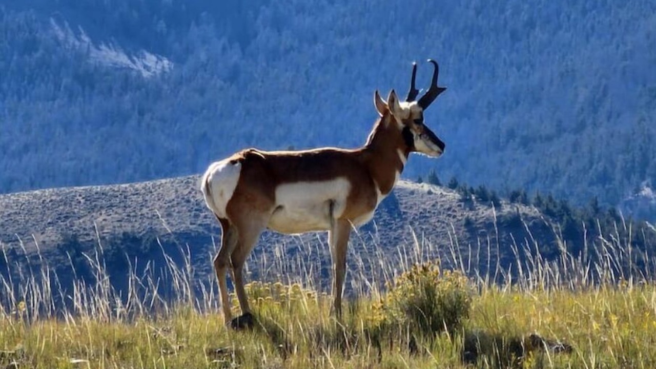 Photo of Outdoor in Cody