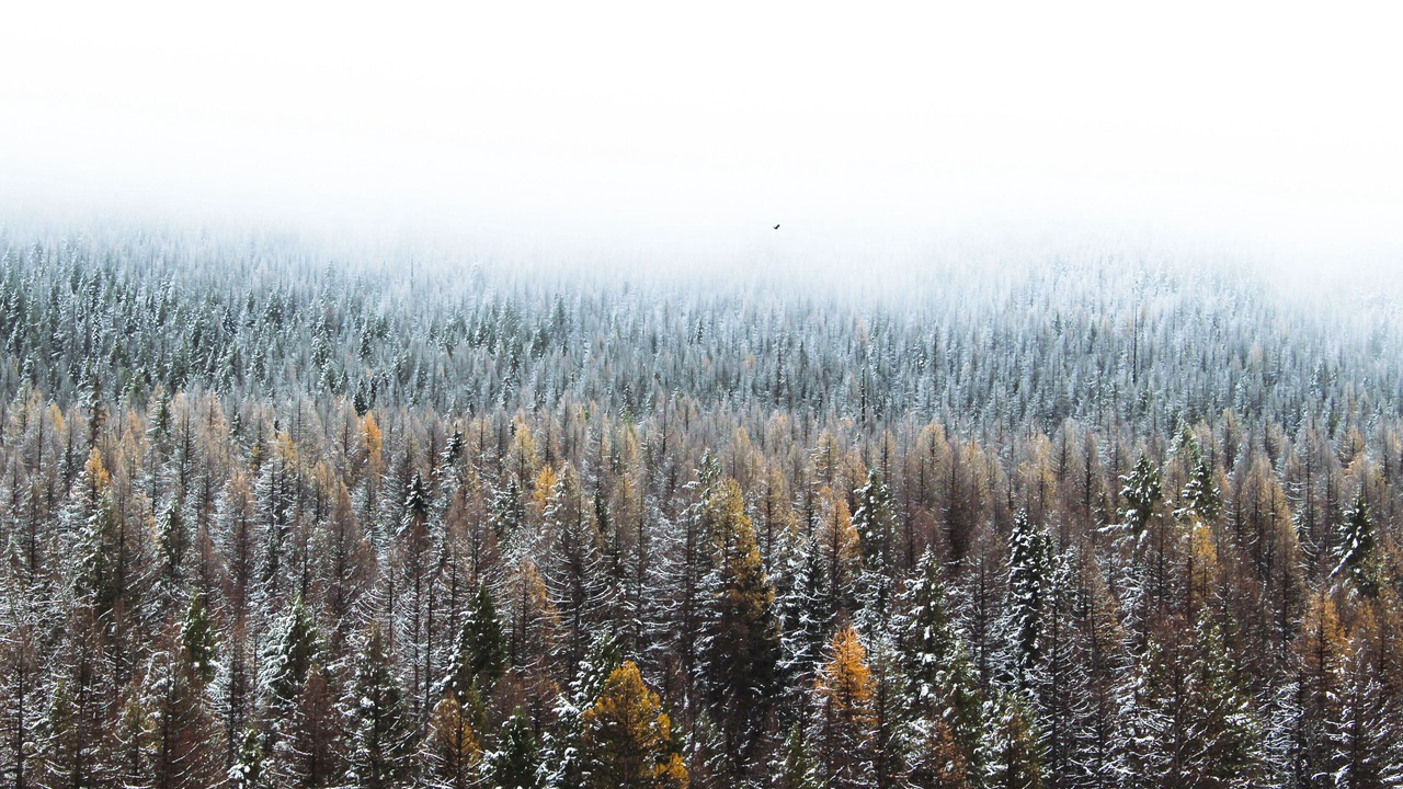 Photo of Others in East Glacier Park