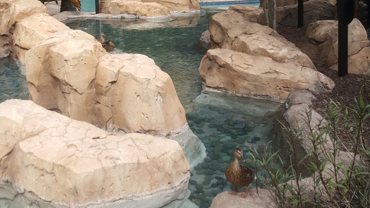 Photo of Others in Lake Buena Vista