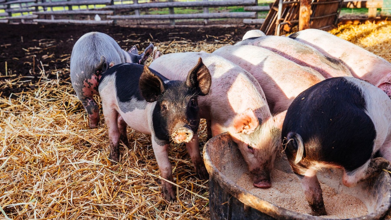 Photo of Others in Whitehall