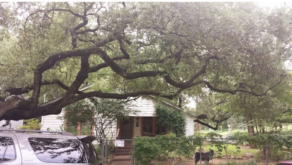 Photo of Others in Bouldin