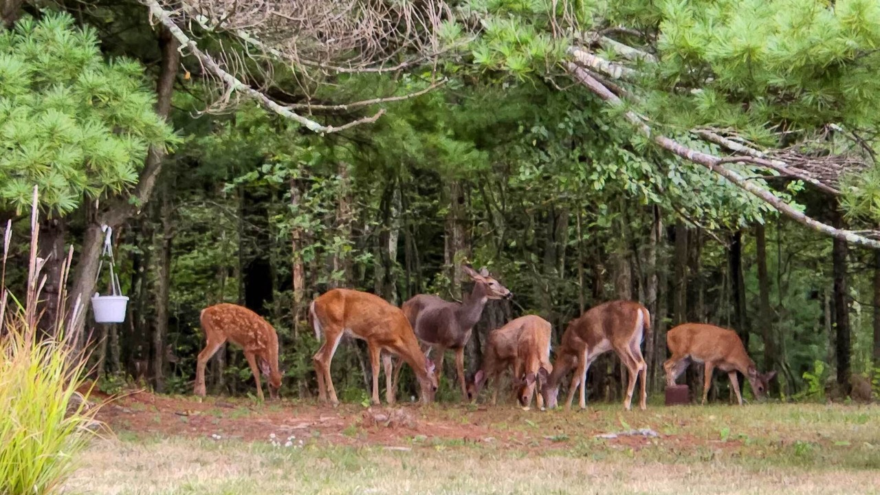 Photo of Others in Moshannon