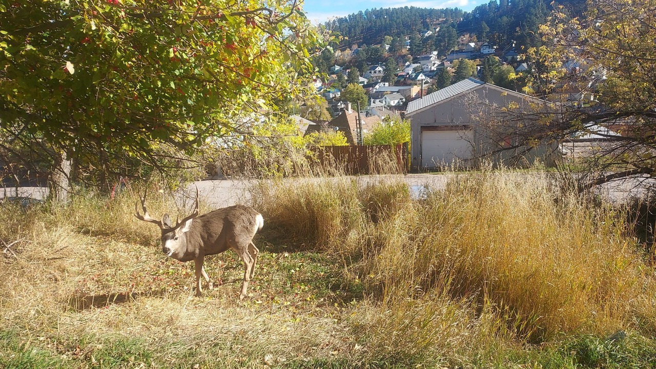 Photo of Others in Deadwood