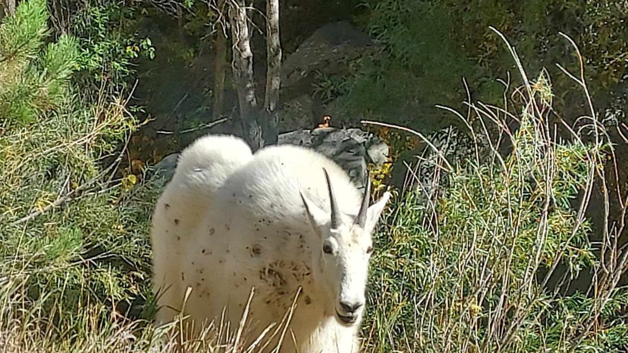 Photo of Others in Deadwood