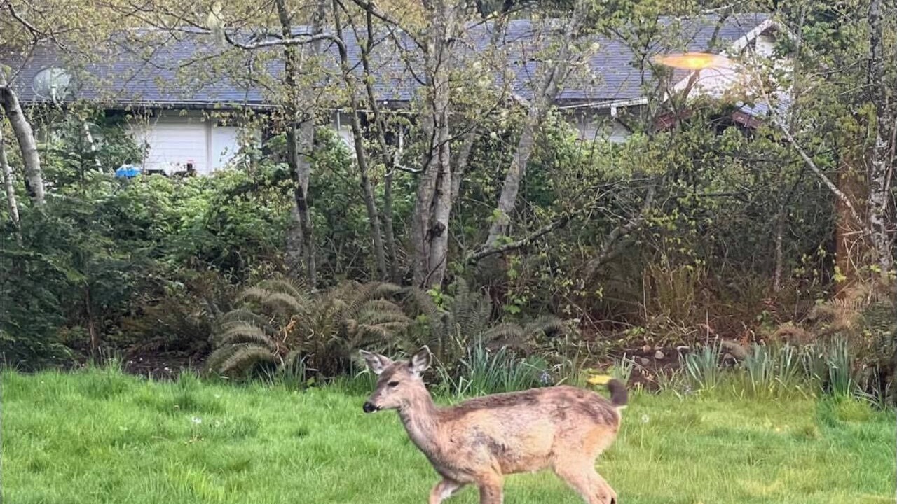 Photo of Outdoor in Forks