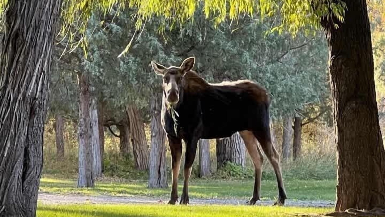 Photo of Others in Rigby