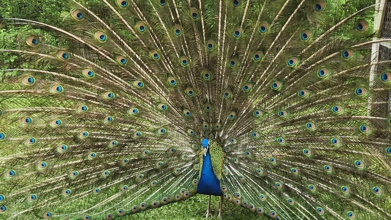 Photo of Others in Como