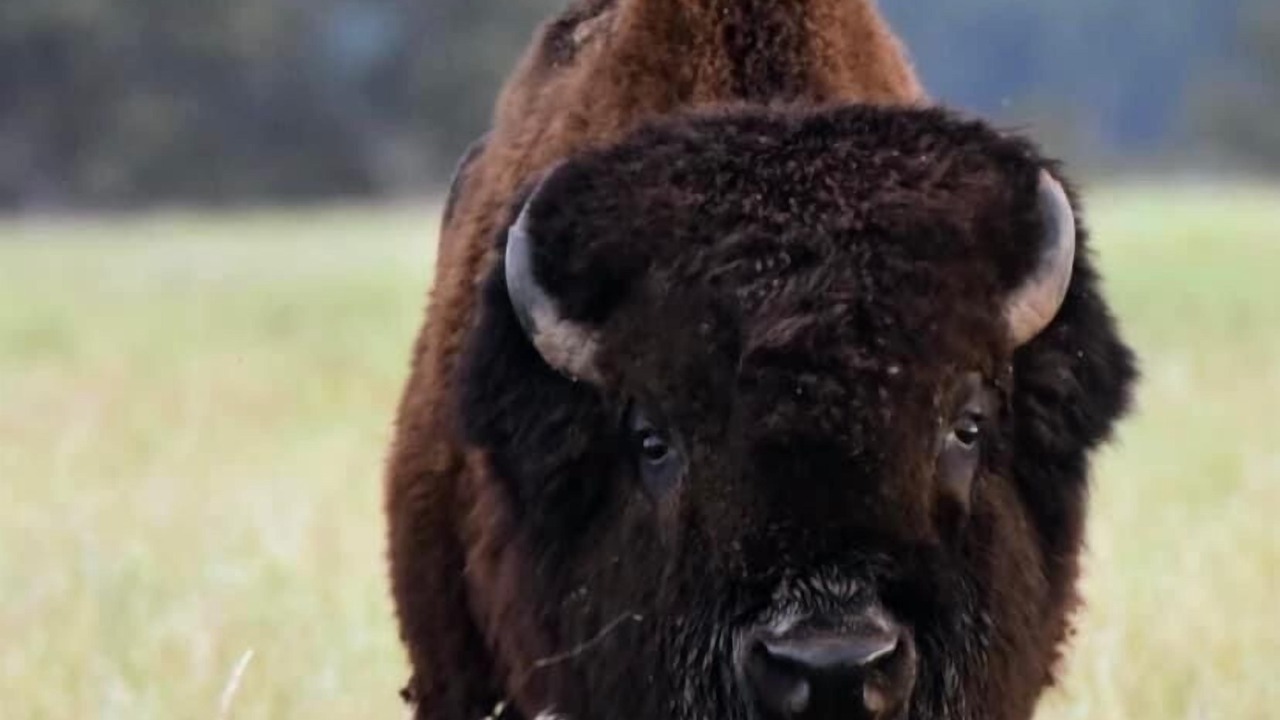 Photo of Others in Custer