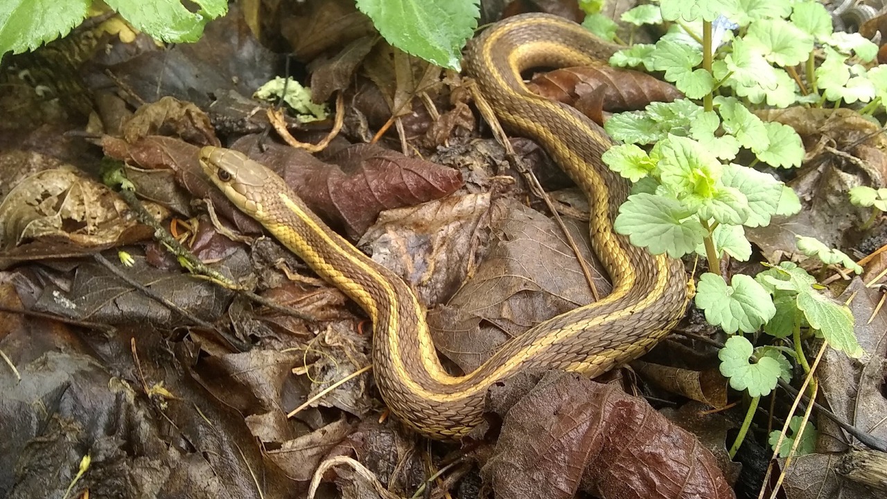 Photo of Outdoor in Gambier