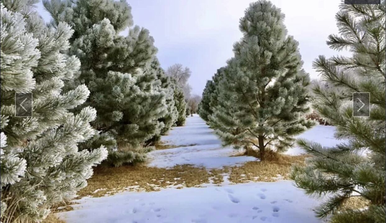 Photo of Outdoor in Pierce County