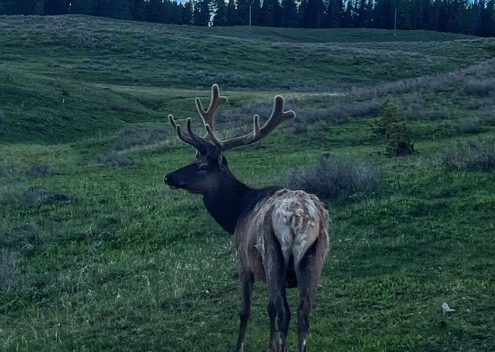 Photo of Others in Bozeman