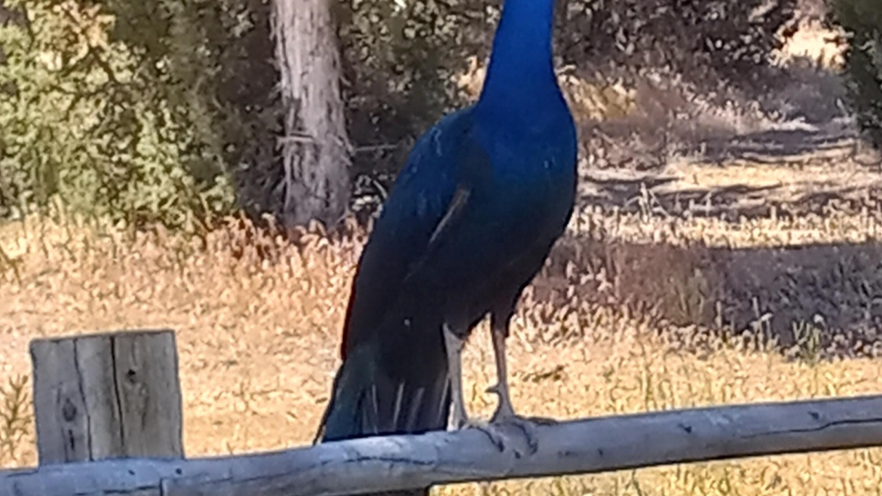 Photo of Others in Spring City