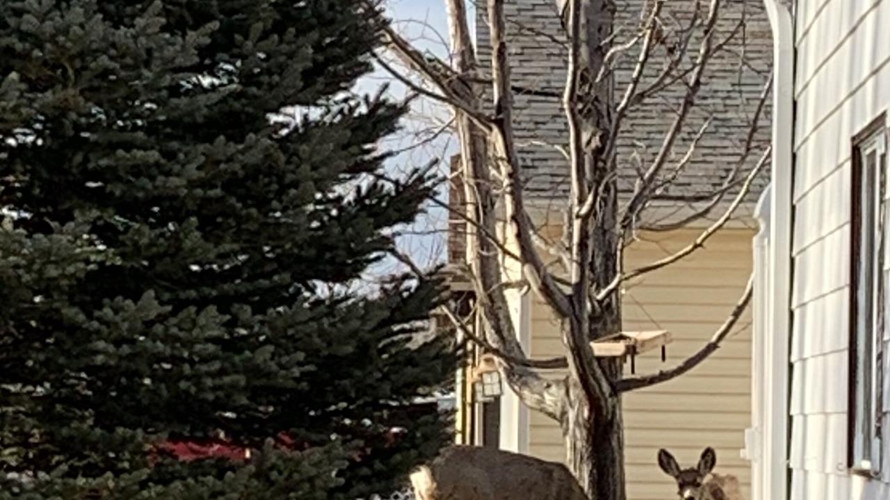 Photo of Outdoor in Billings