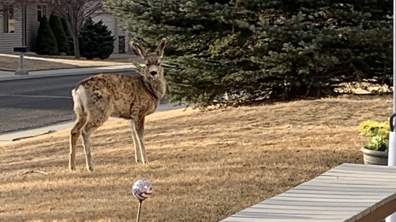 Photo of Outdoor in Billings