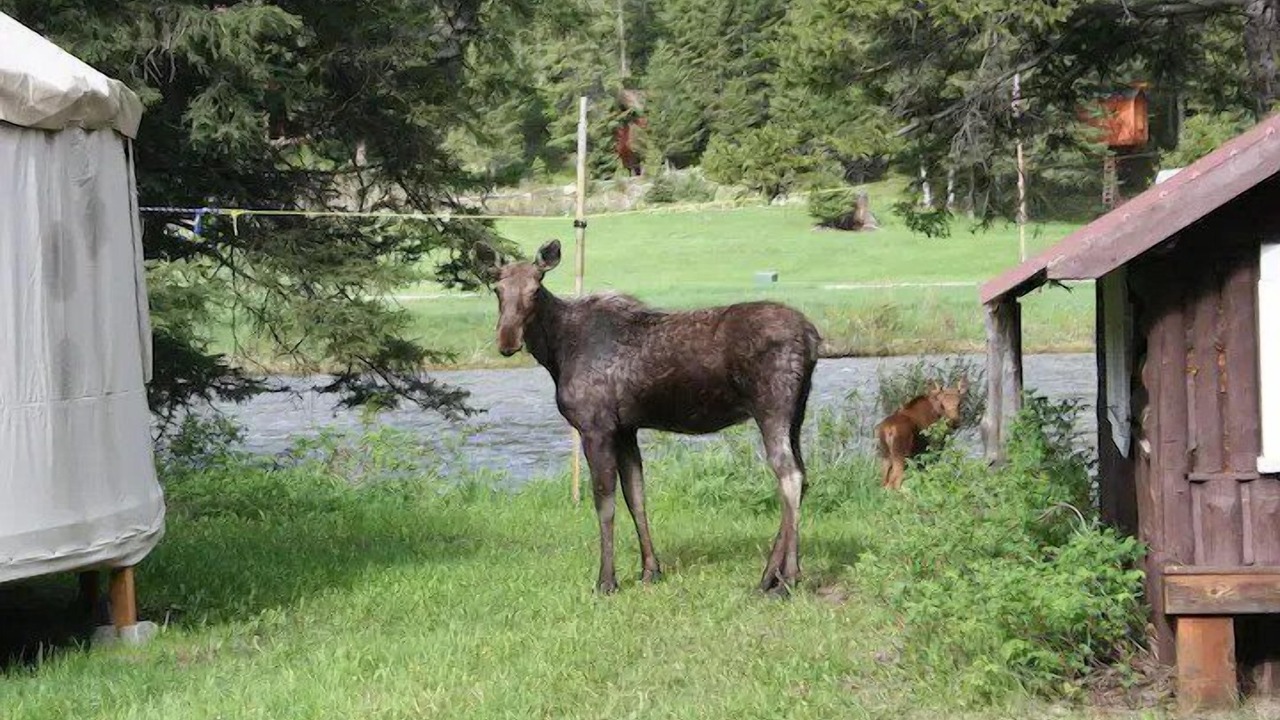 Photo of Outdoor in Gallatin Gateway