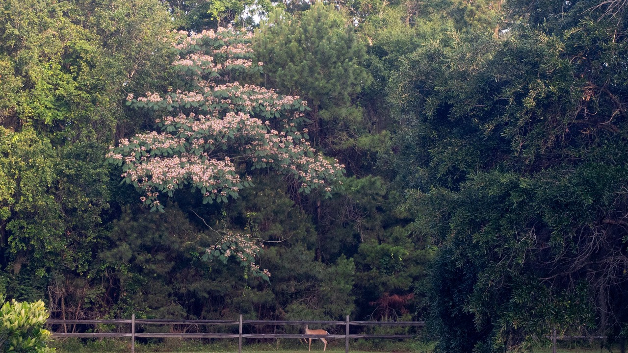 Photo of Outdoor in Saint Helena Island