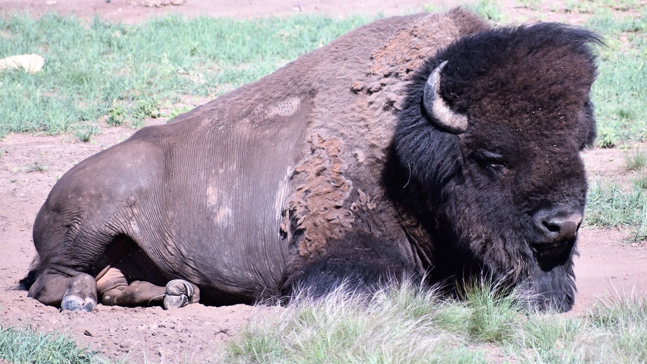 Photo of Others in Custer