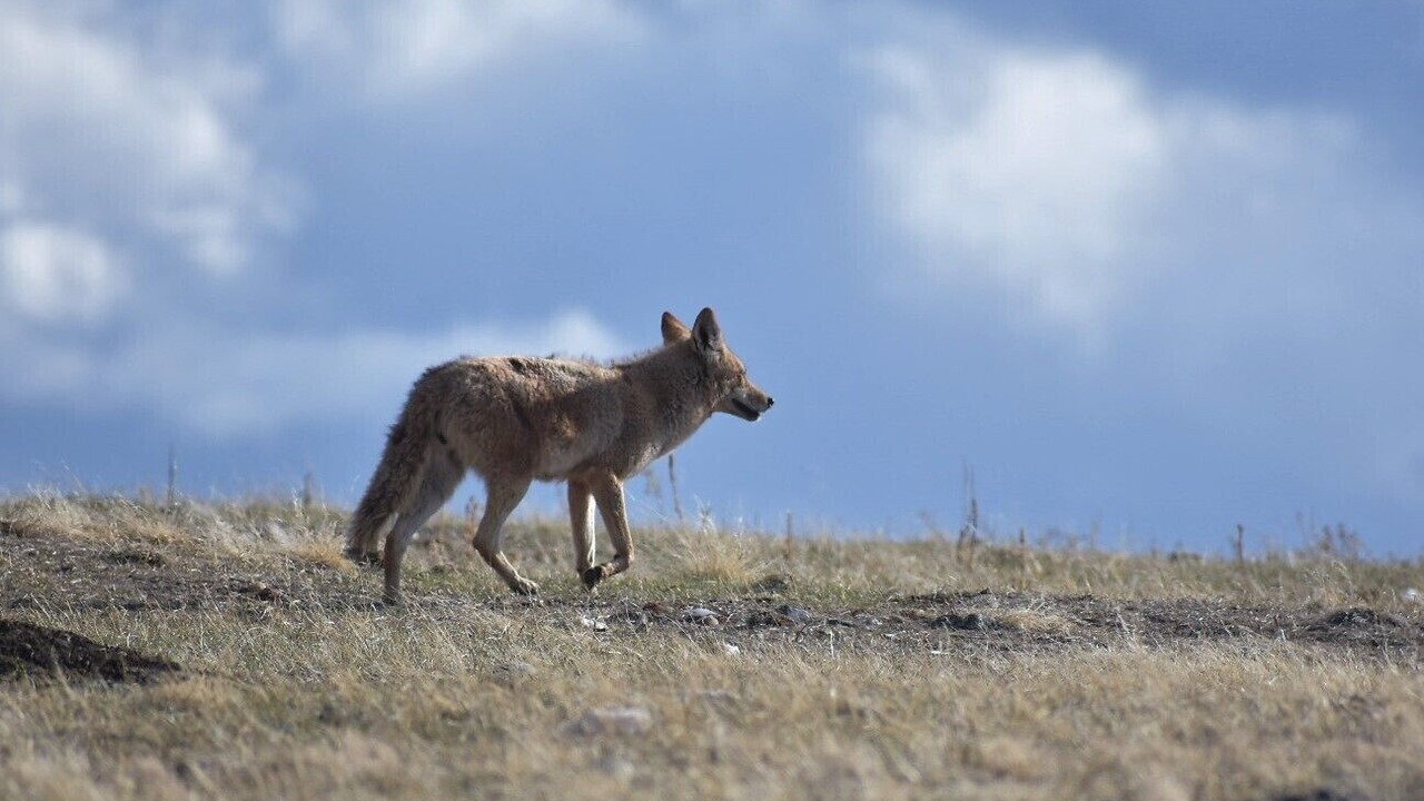 Photo of Others in Custer