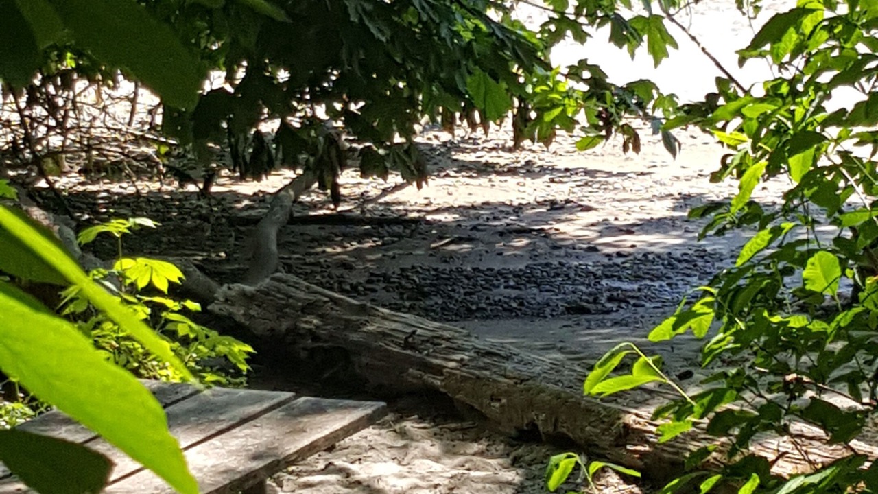 Photo of Others in Lacey