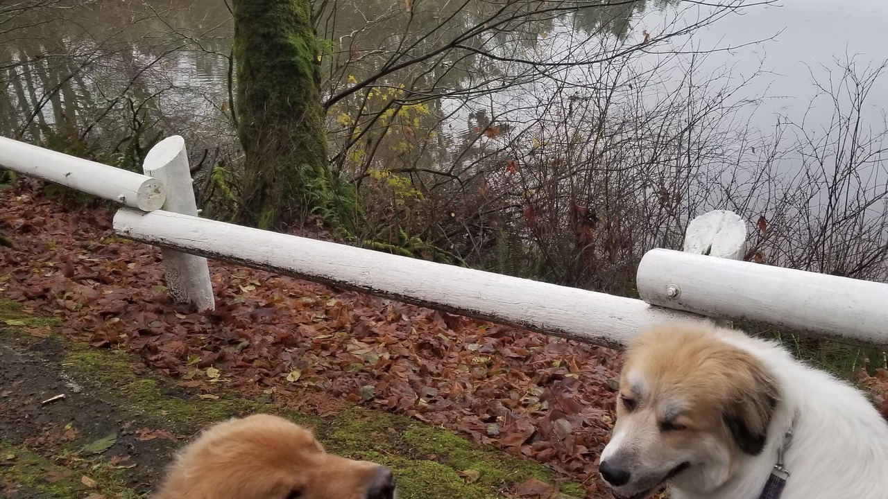 Photo of Others in Lacey