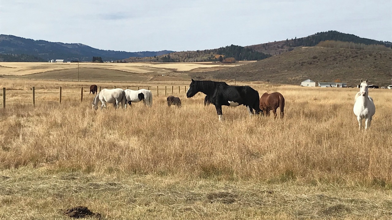 Photo of Others in Freedom