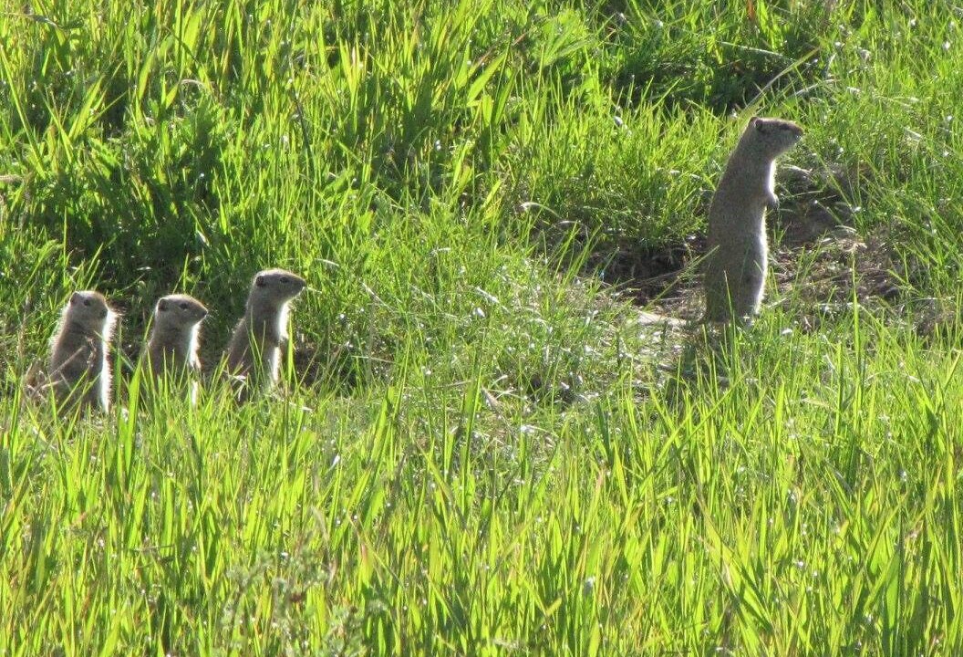 Photo of Others in Teton Pines