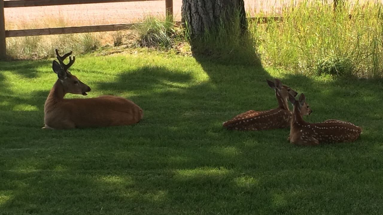 Photo of Outdoor in Seeley Lake